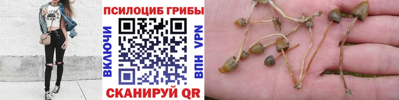 Псилоцибиновые грибы мухоморы  наркотики  Новотитаровская 